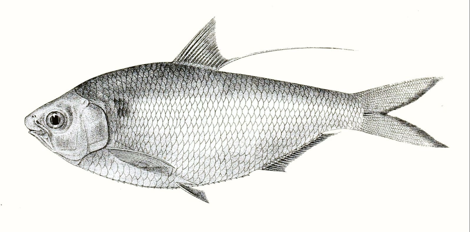 Bloch's gizzard shad