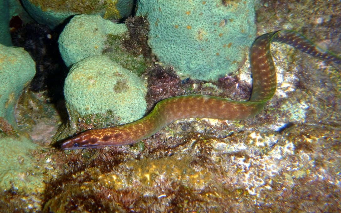 Blotch-necked moray eel