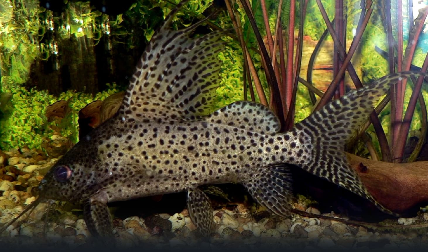 Blotched upside-down catfish