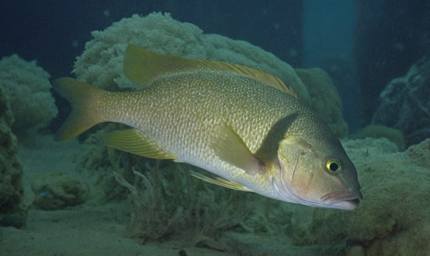 Blubberlip snapper