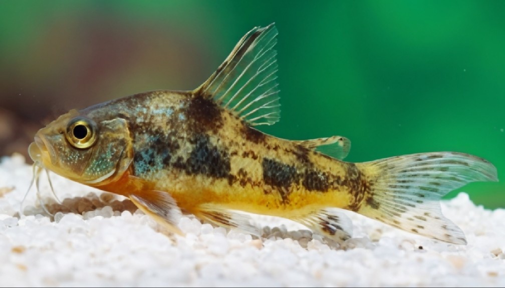 Blue leopard corydoras