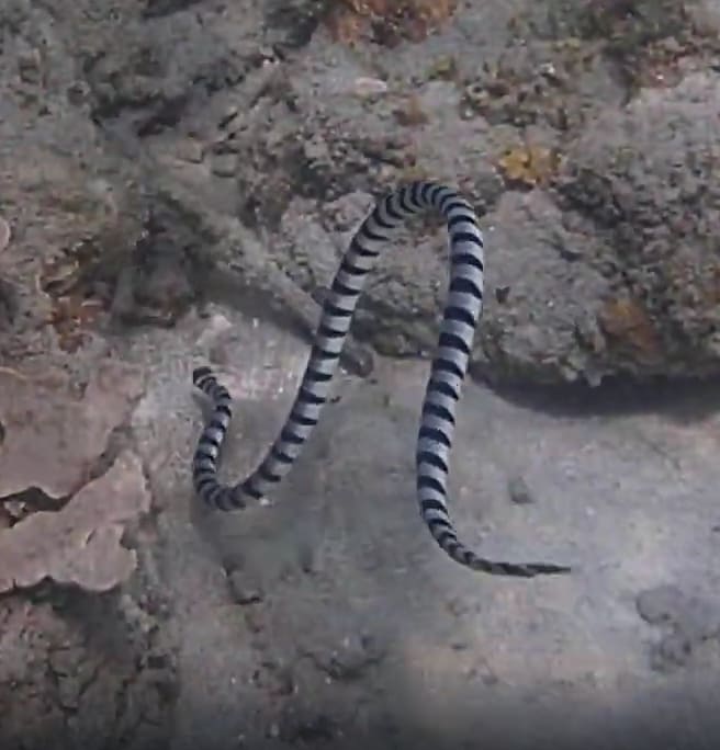 Blue-lipped sea krait