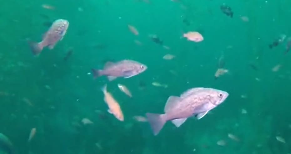 Blue rockfish
