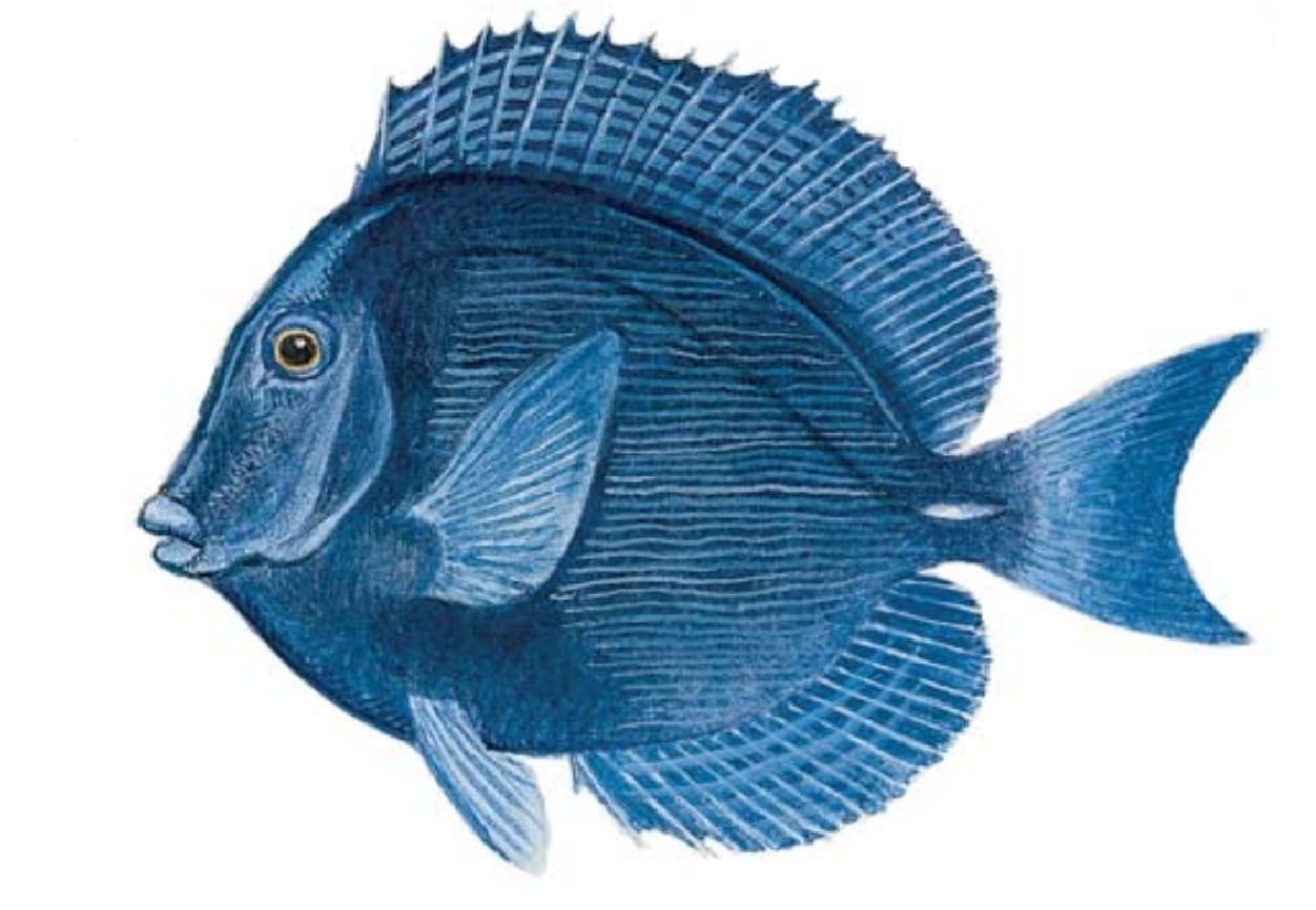 Blue Tang