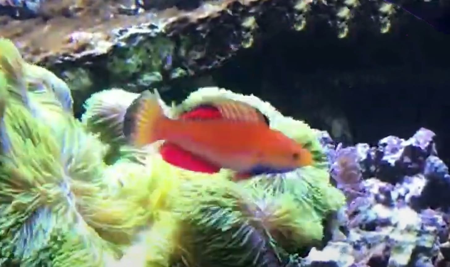 Blue-throated fairy wrasse