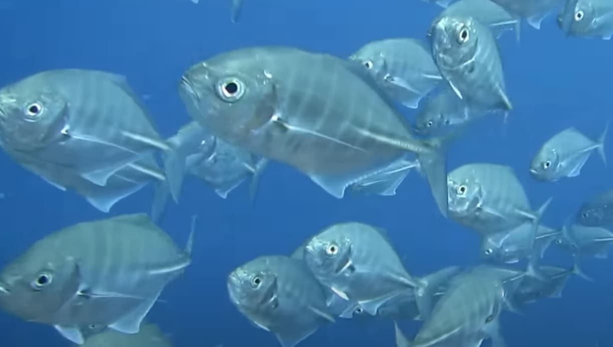 Blue trevally