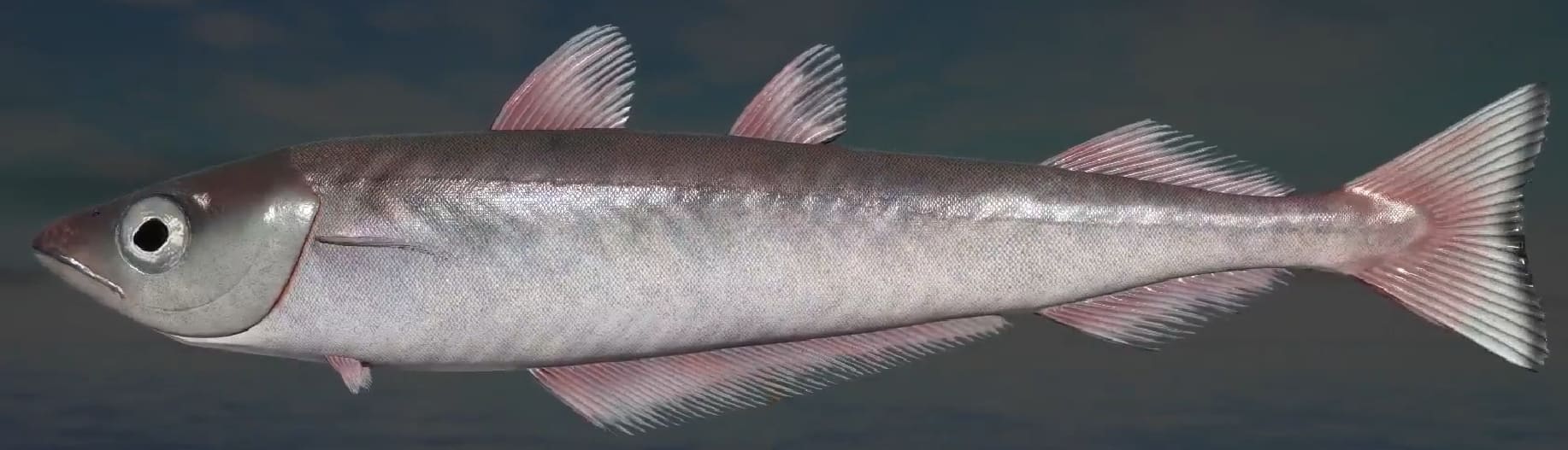 Blue whiting