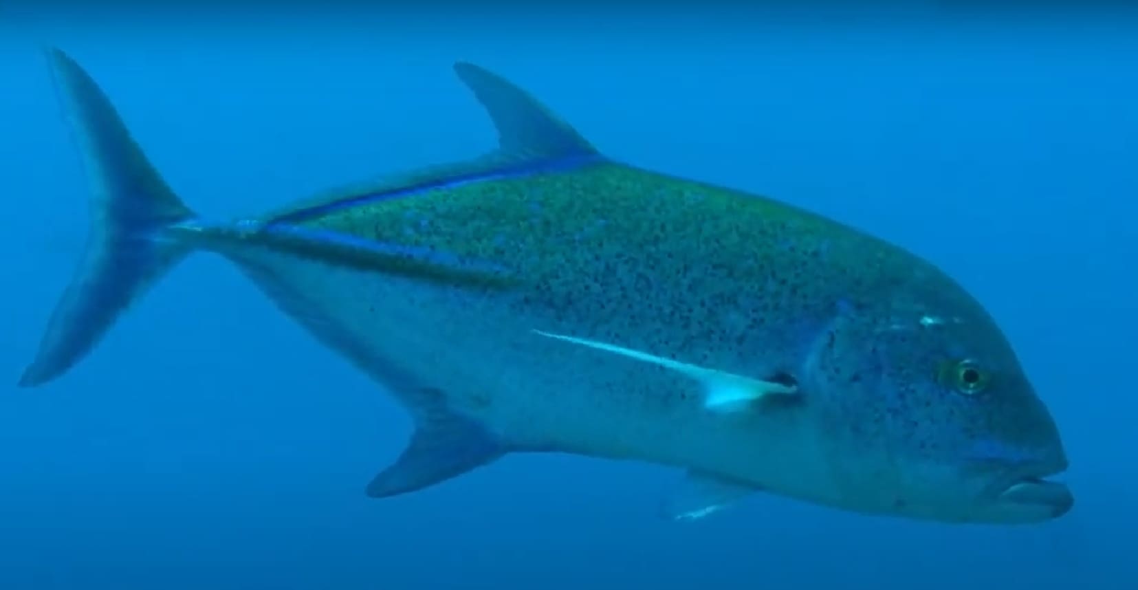 Bluefin trevally