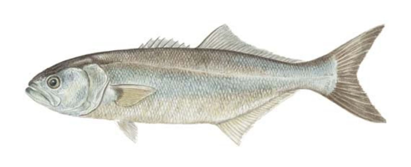 Bluefish