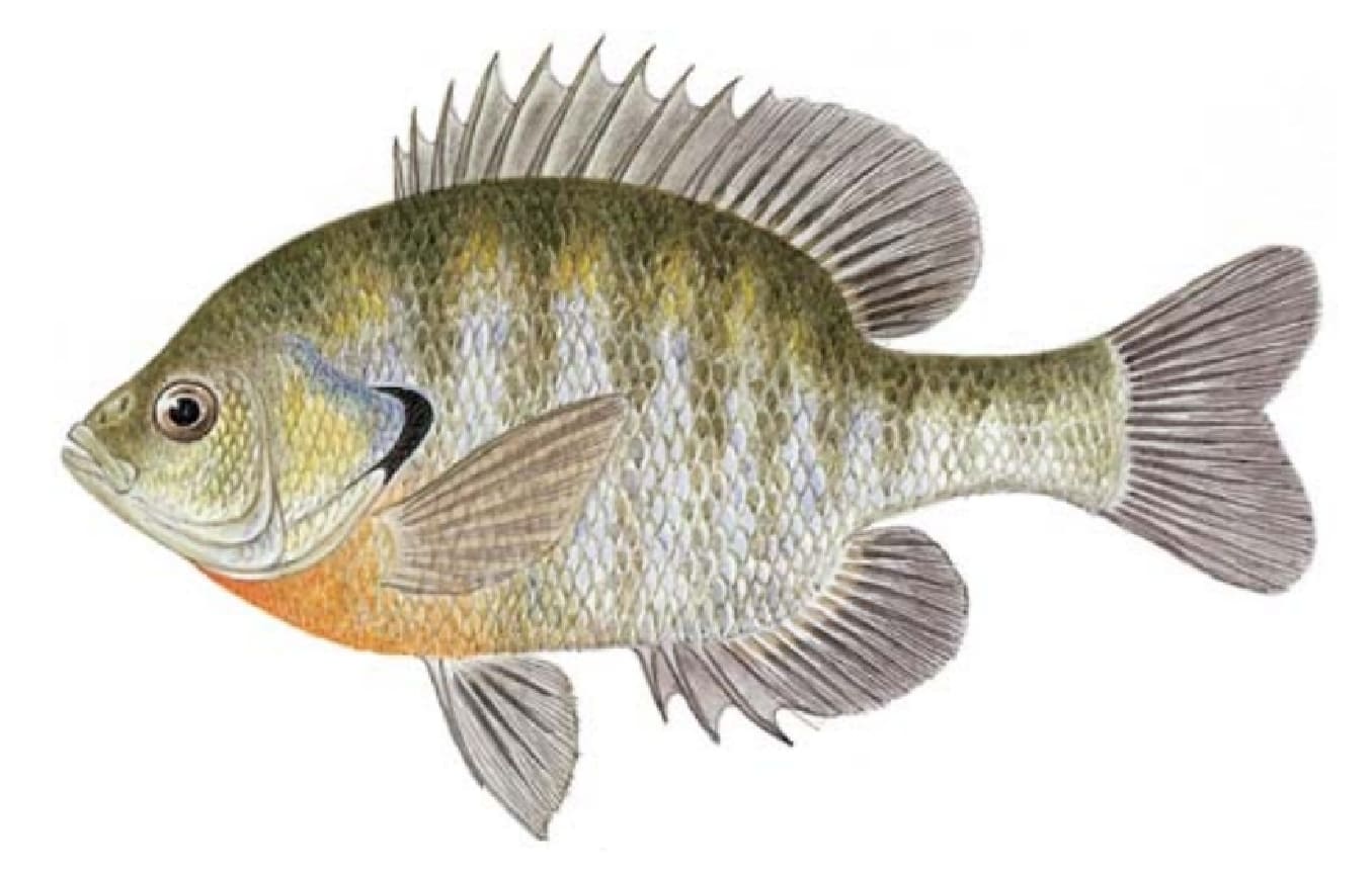 Bluegill