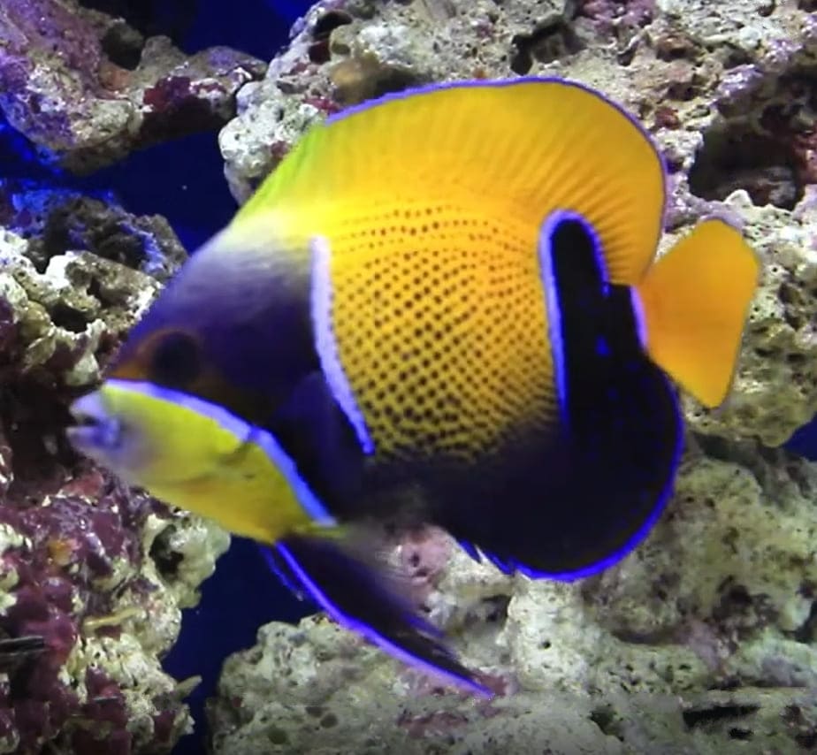 Bluegirdled angelfish