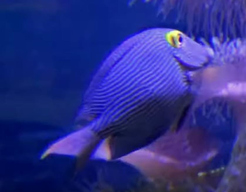 Bluelip bristletooth