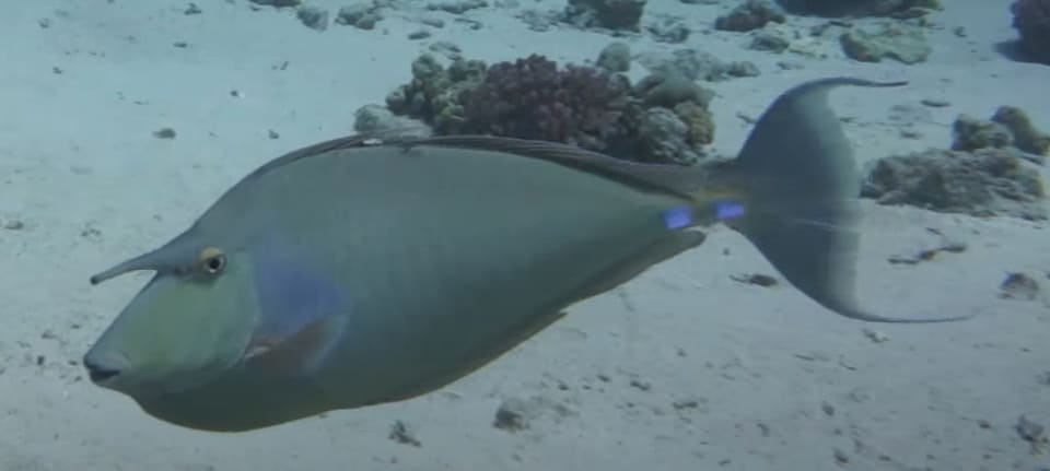 Bluespine unicornfish