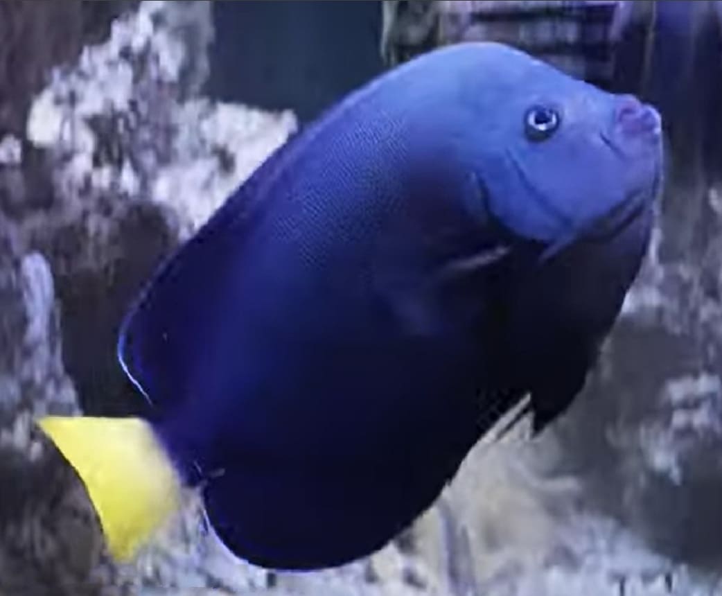 Bluespotted angelfish