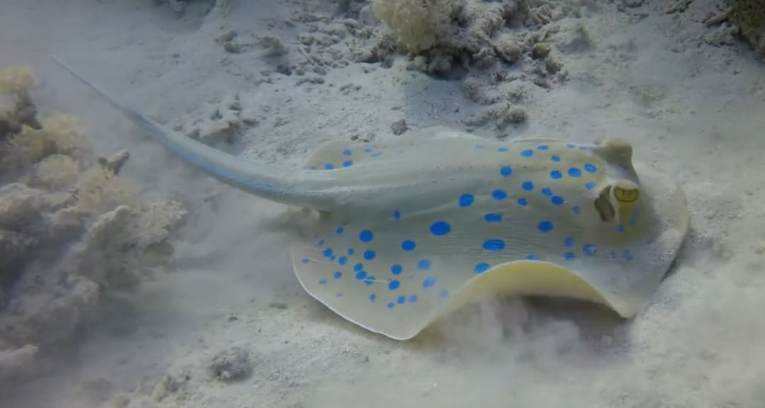 Bluespotted ribbontail ray