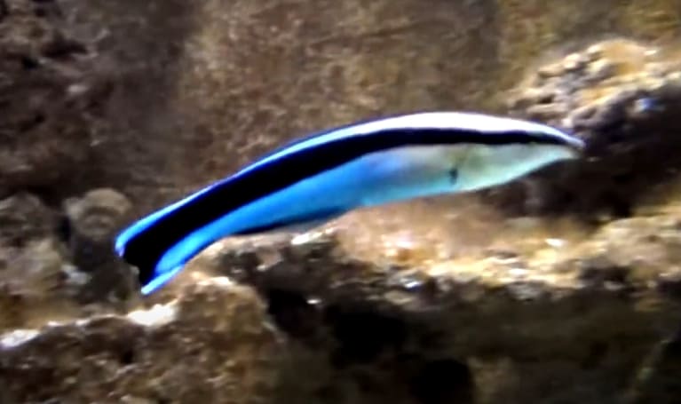 Bluestreak cleaner wrasse