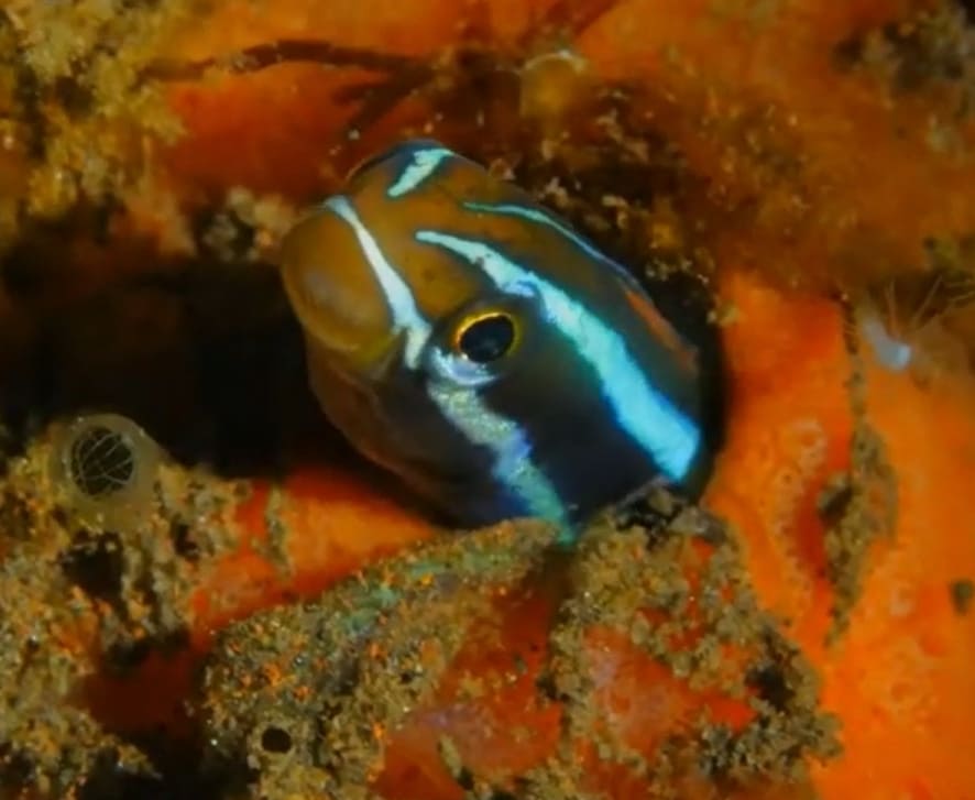 Bluestriped fangblenny