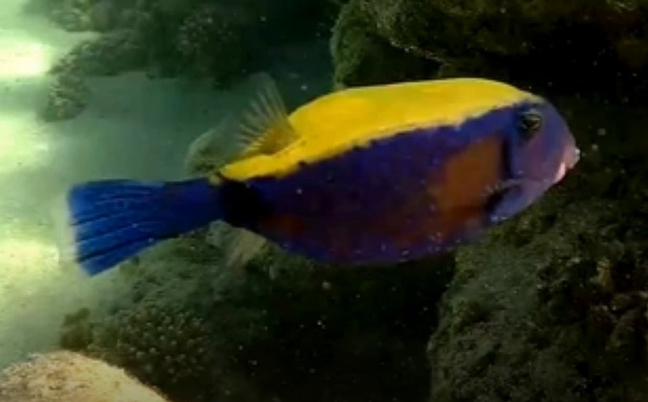 Bluetail trunkfish