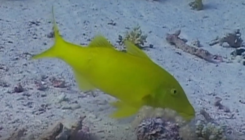 Blunt-snouted mullet