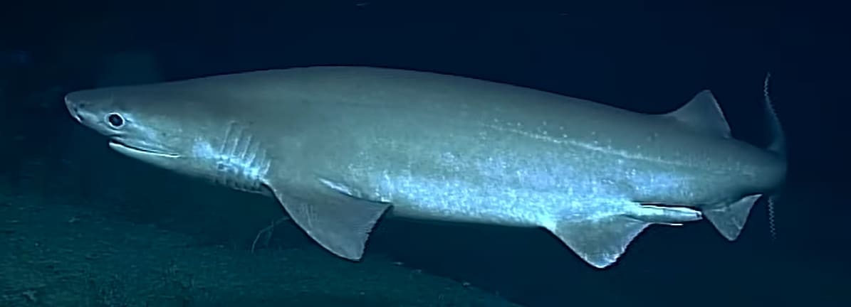Bluntnose sixgill shark