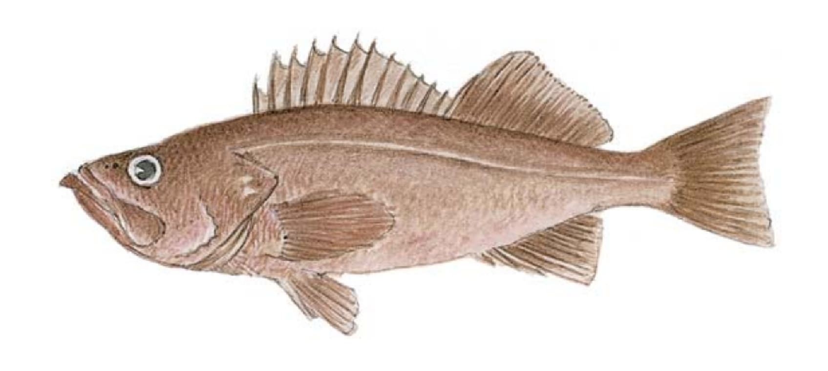 Bocaccio