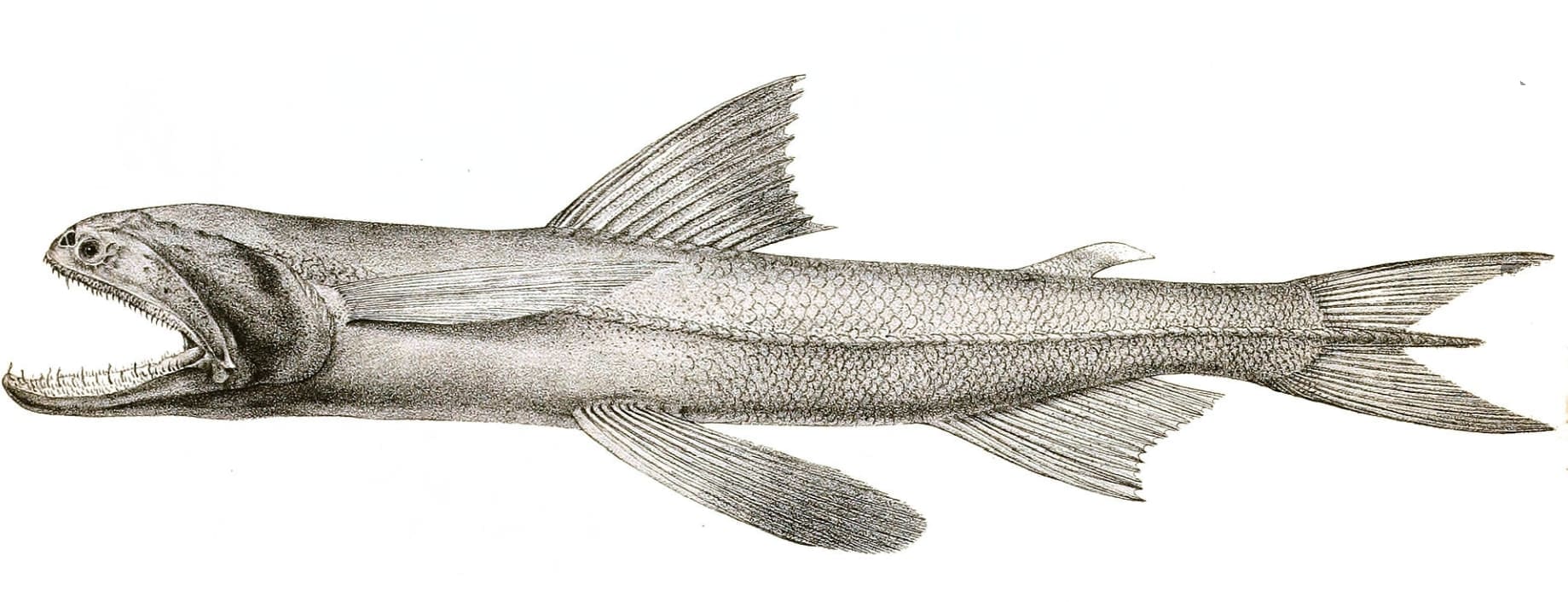 Bombay duck
