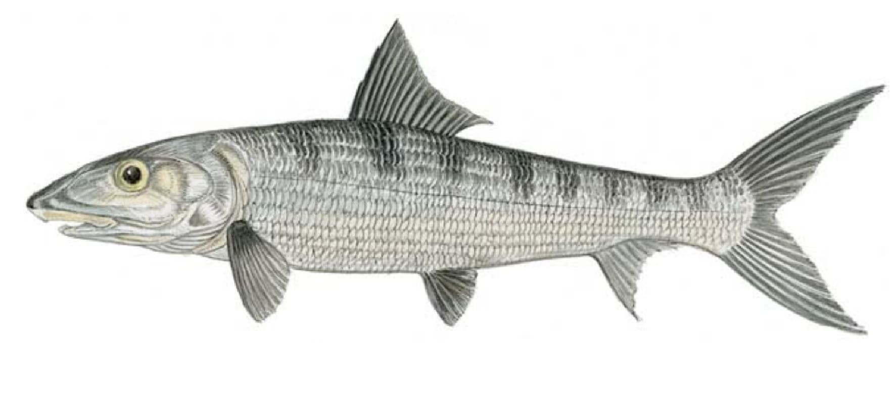 Bonefish