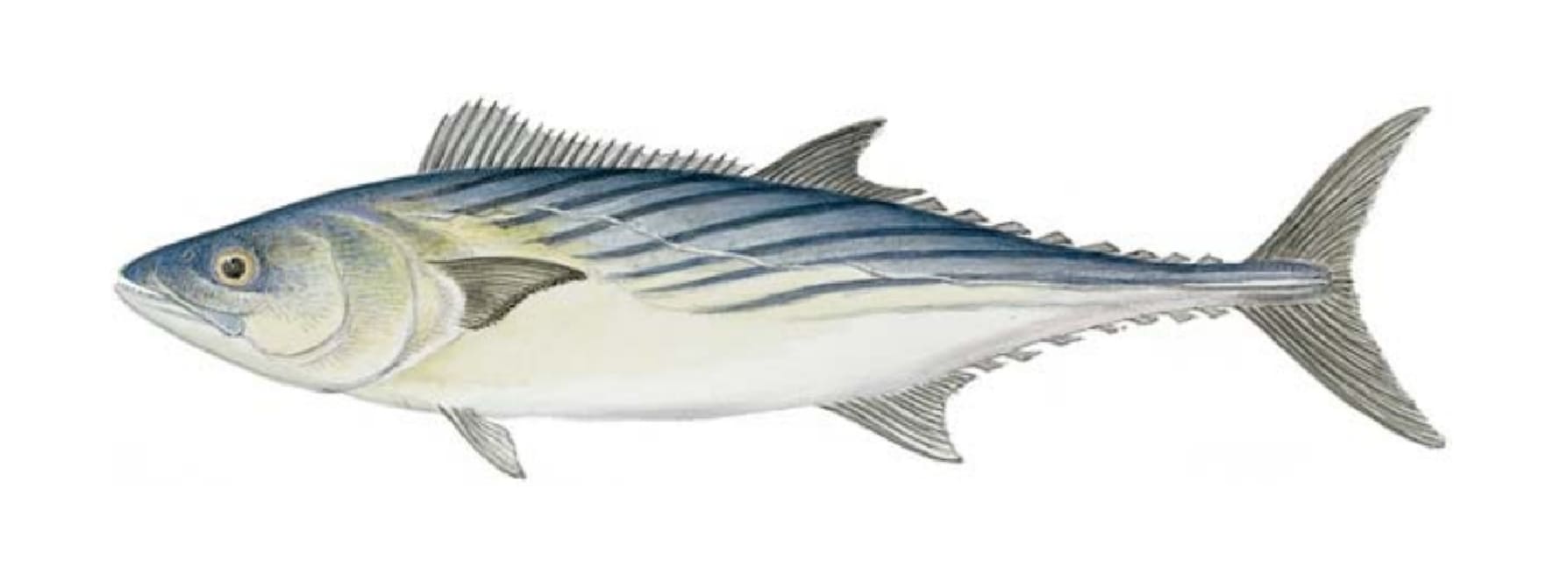 Bonito, Atlantic