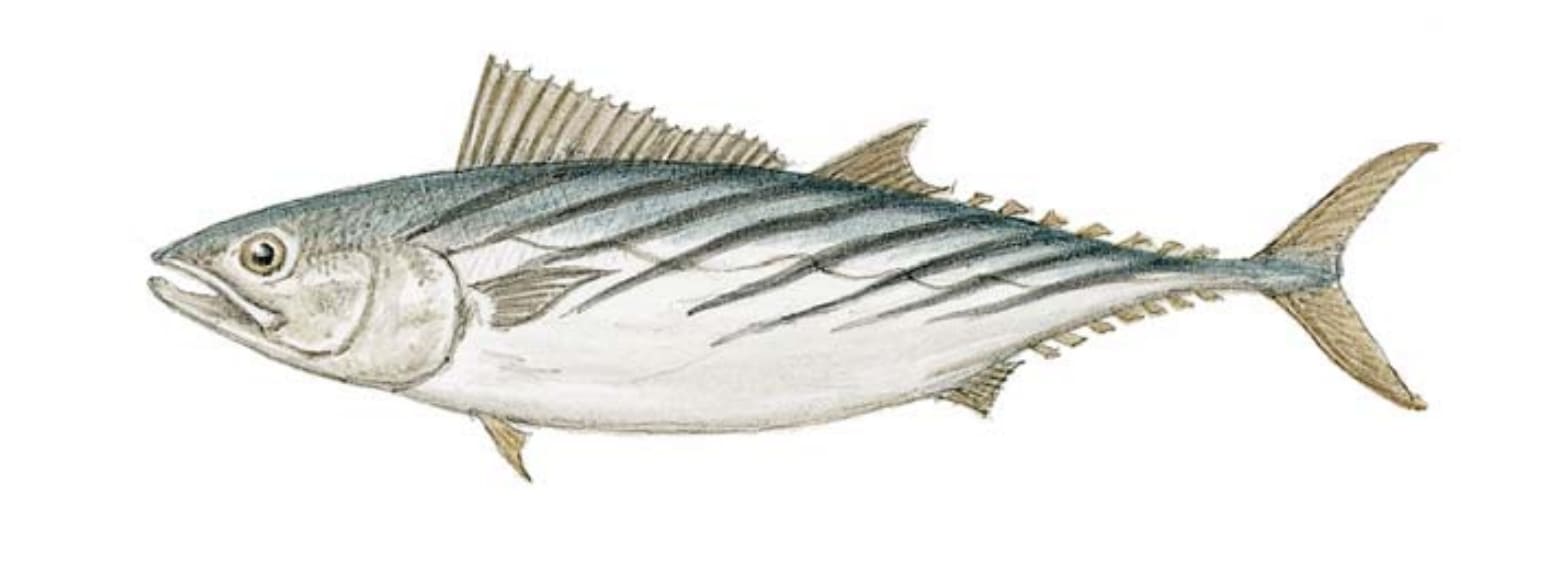 Bonito, Pacific