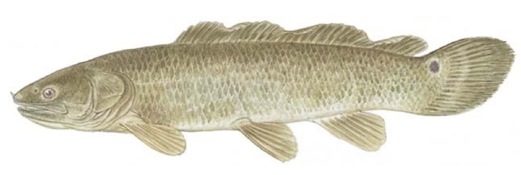 Bowfin