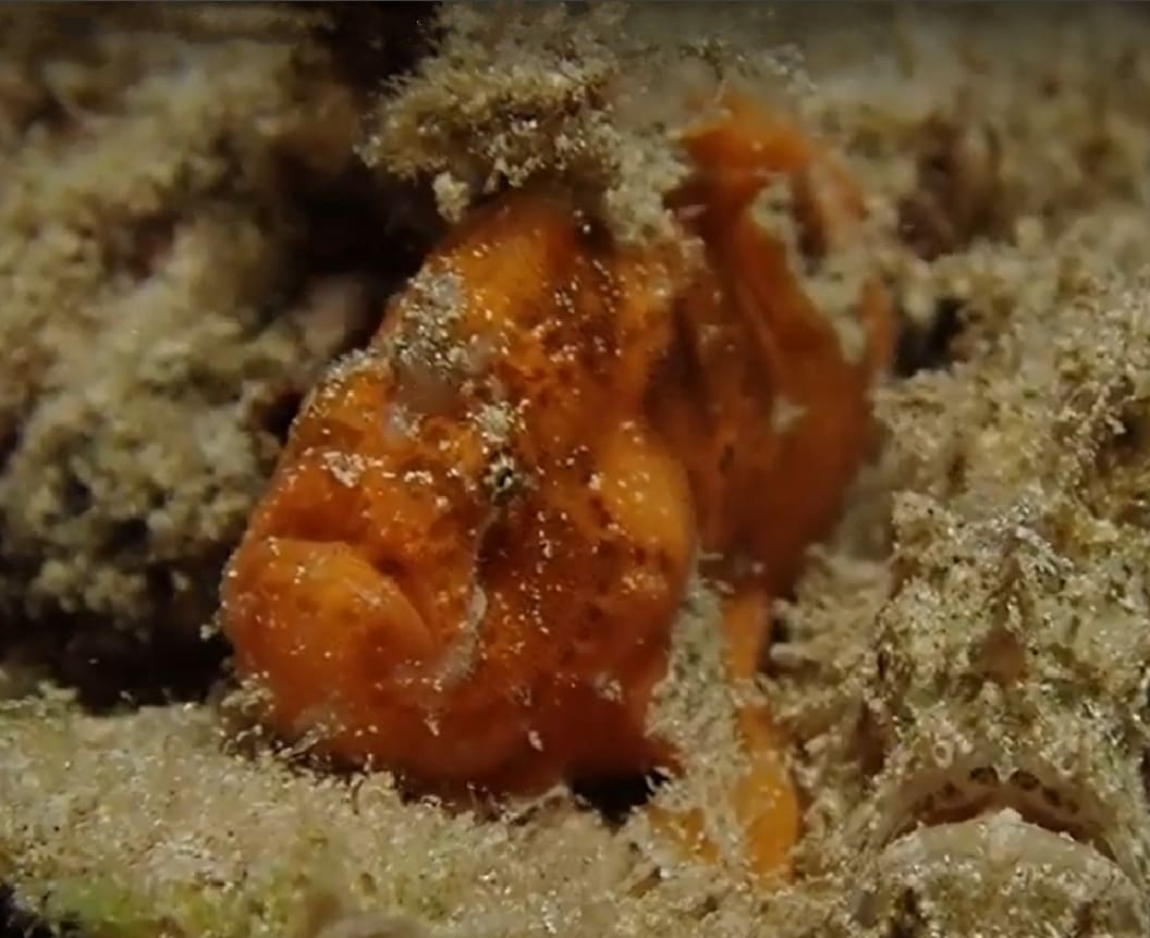 Brackish water frogfish
