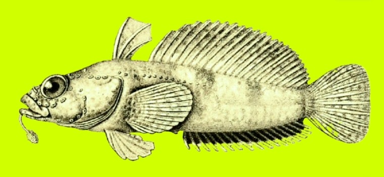 Brainbeard plunderfish