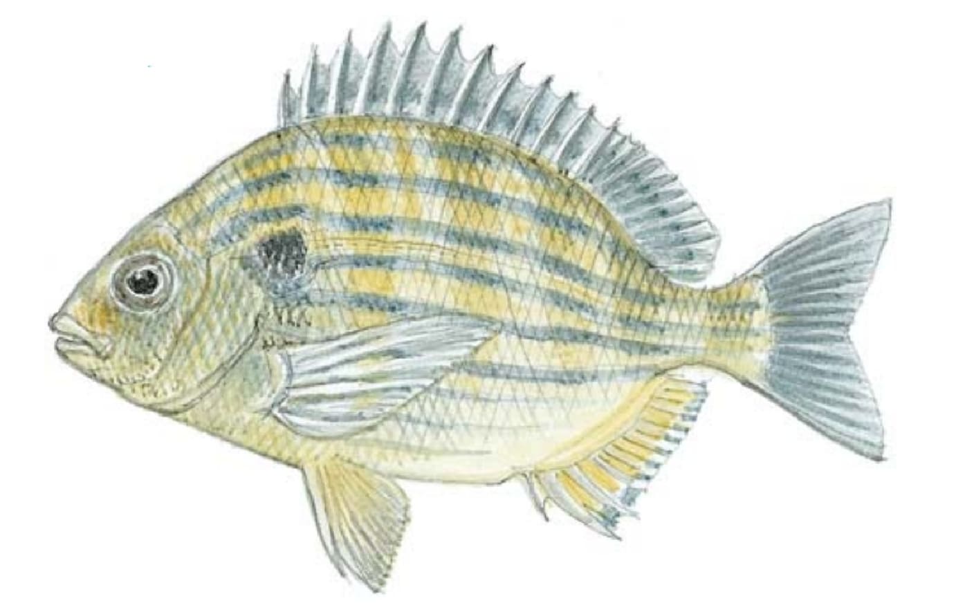 Bream, Sea