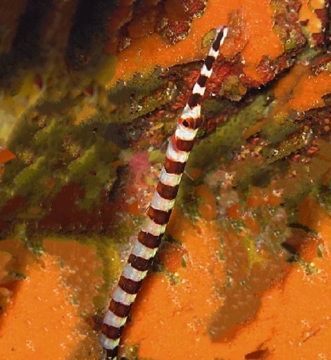 Broad-banded Pipefish