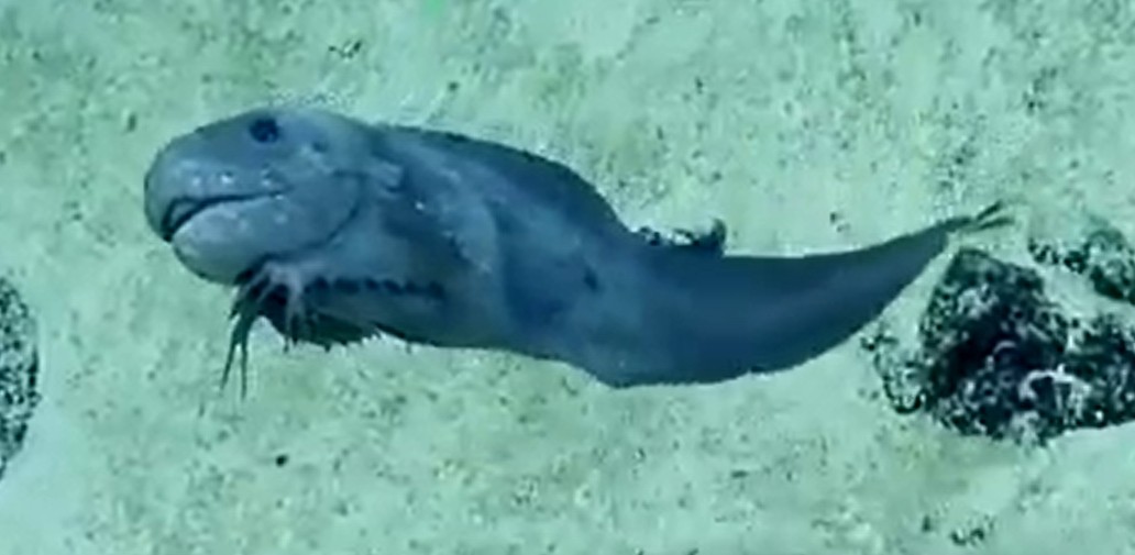 Broad-mouth tadpole