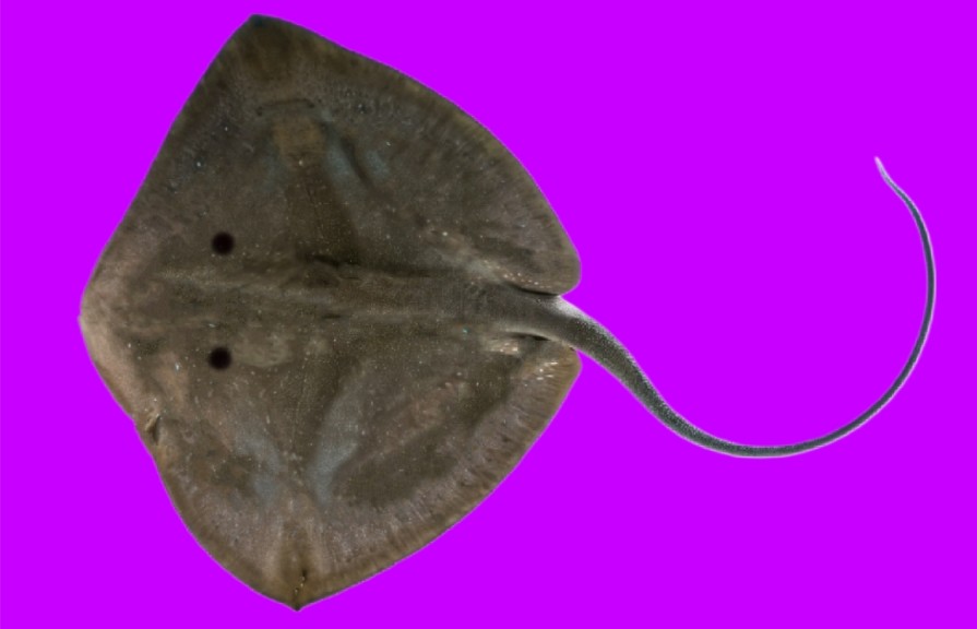 Broad stingray
