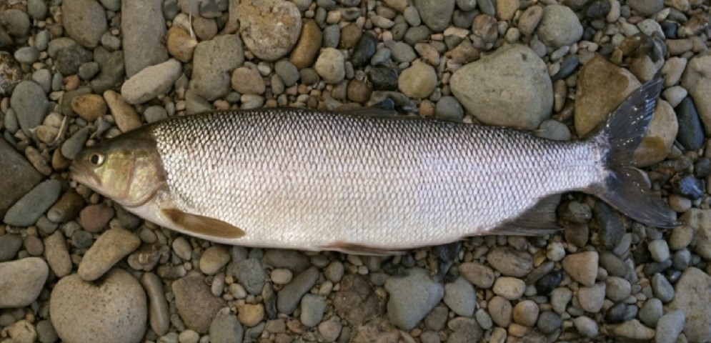 Broad whitefish
