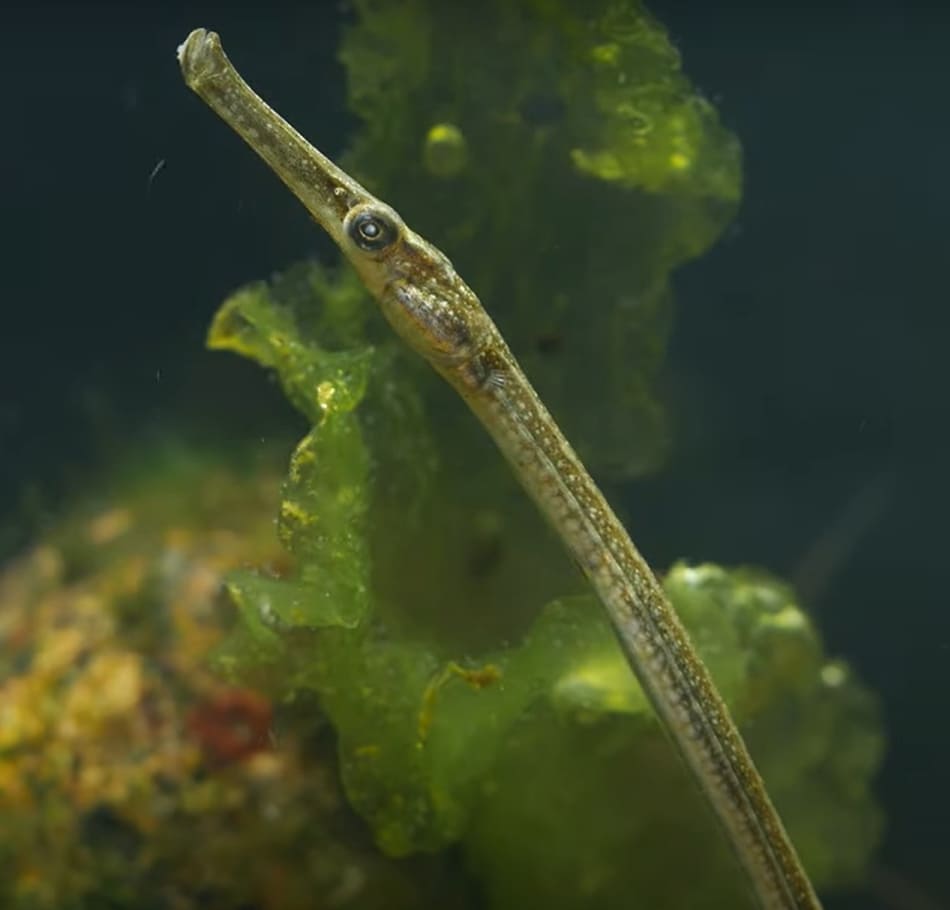 Broadnosed Pipefish