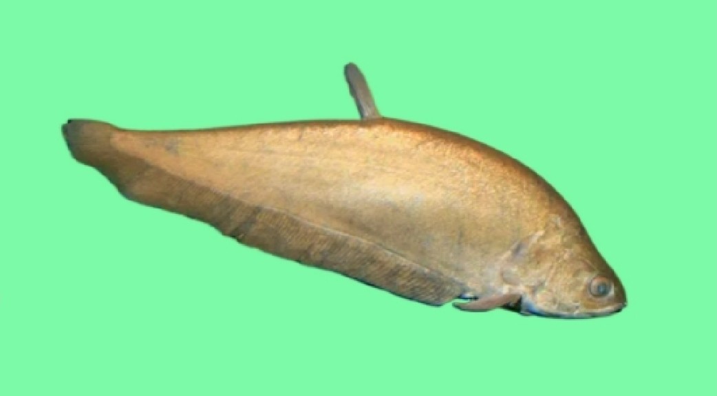 Bronze featherback