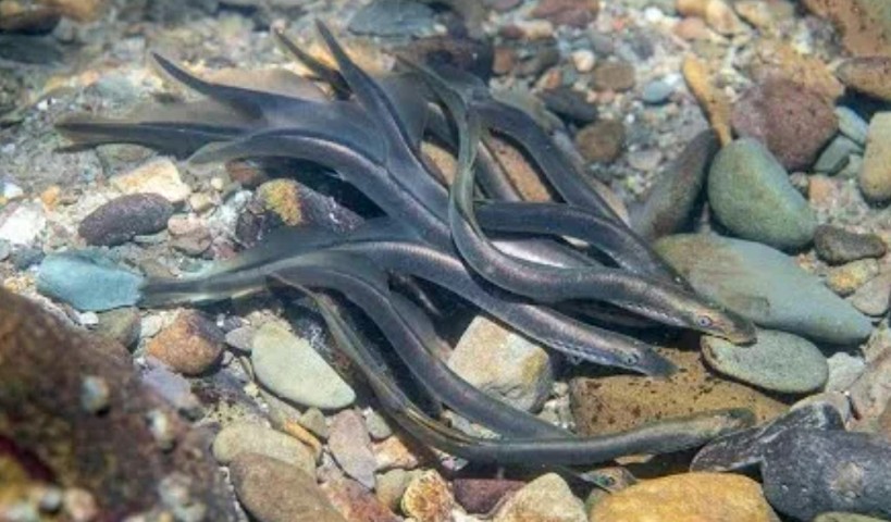 Brook lamprey