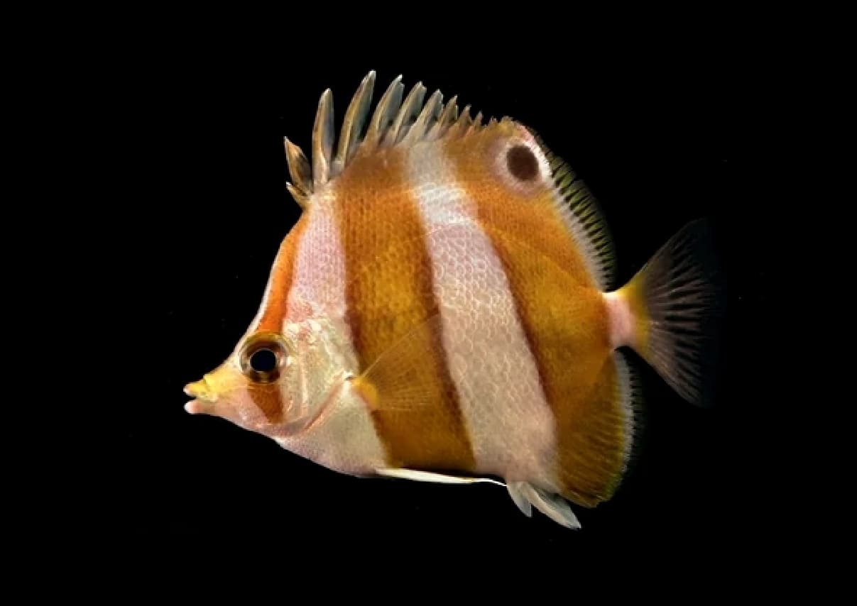 Brown-banded butterflyfish