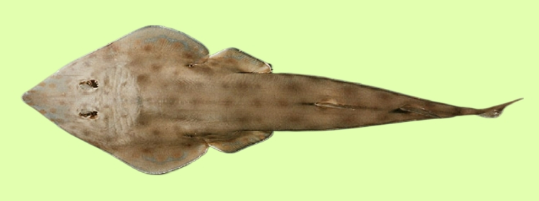 Brown guitarfish