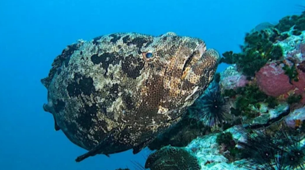 Brown Marbled Grouper