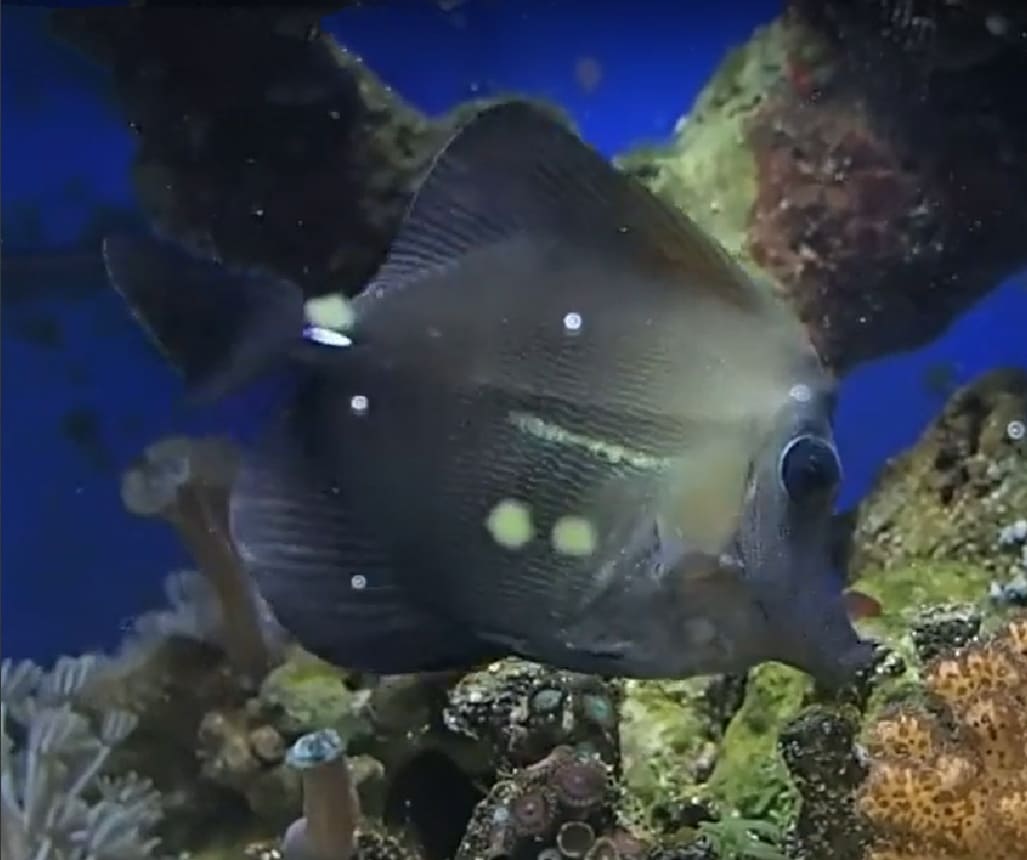 Brown tang