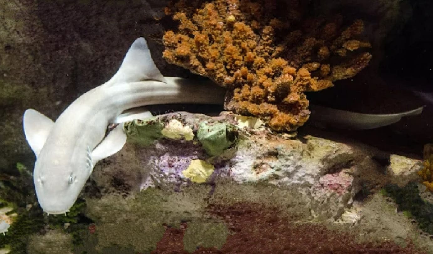 Brownbanded bamboo shark