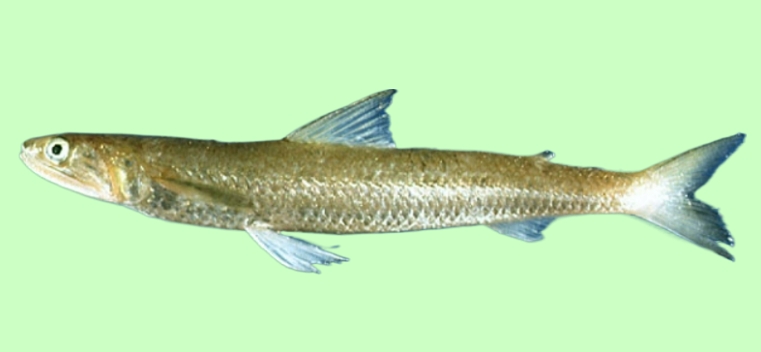 Brushtooth lizardfish