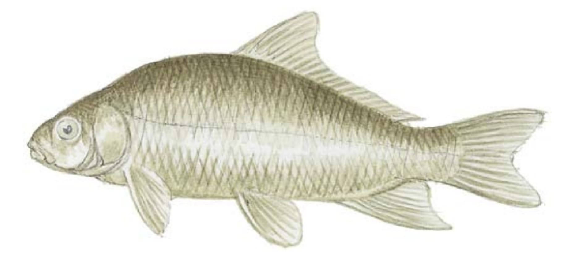 Buffalo, Smallmouth