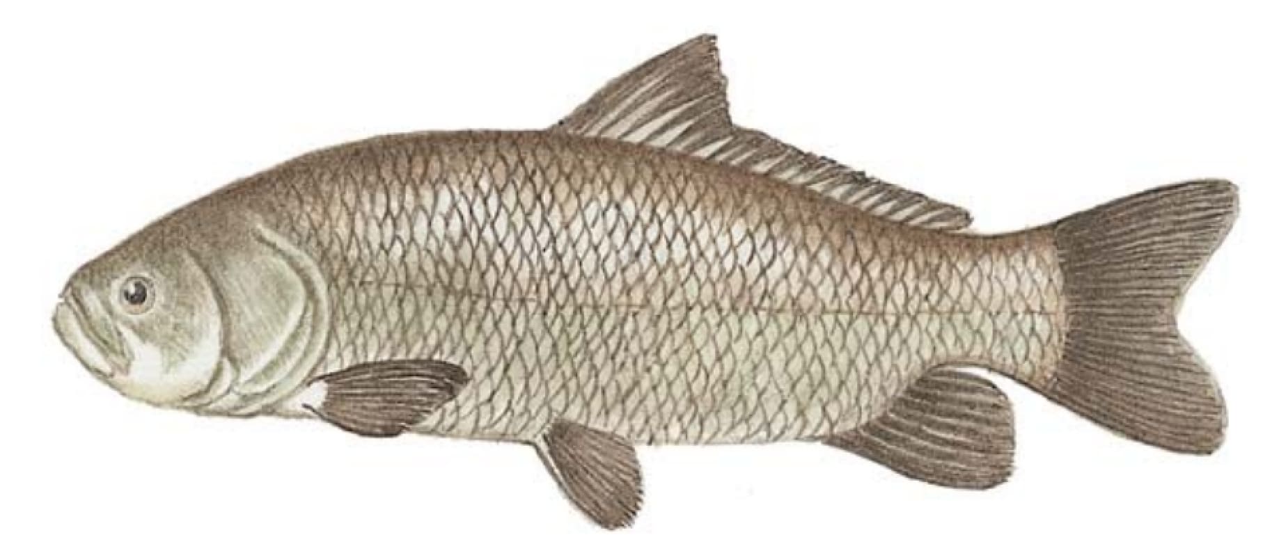 Buffalo, Bigmouth