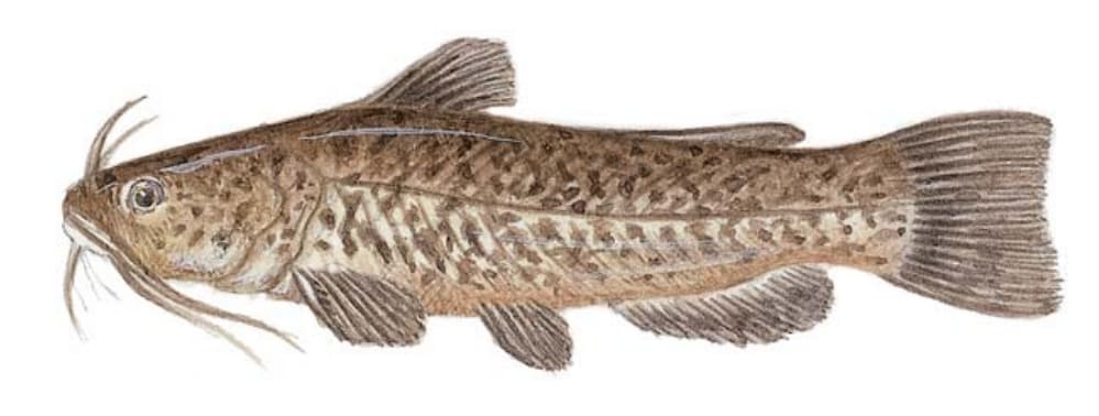 Bullhead, Brown