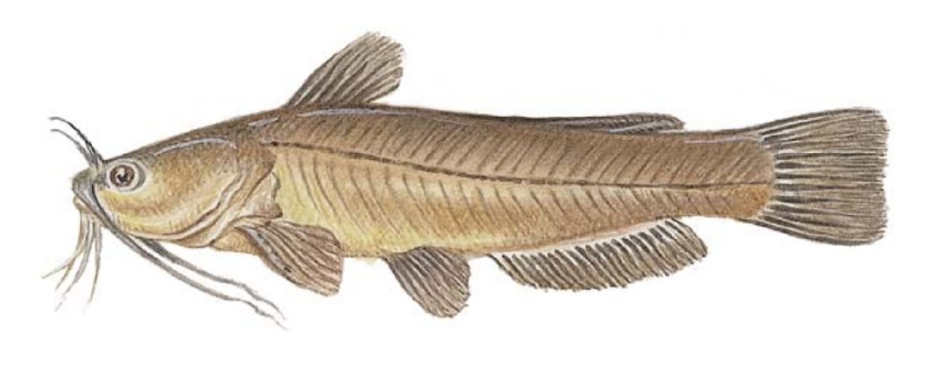 Bullhead, Yellow